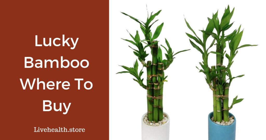 Lucky bamboo Where to buy