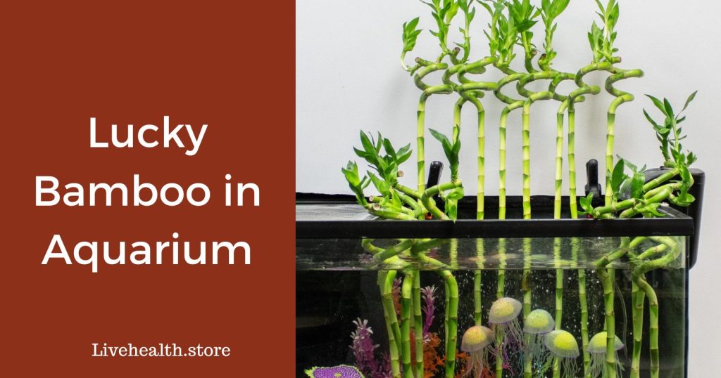 Lucky Bamboo In Aquarium: Separating Fact from Myths