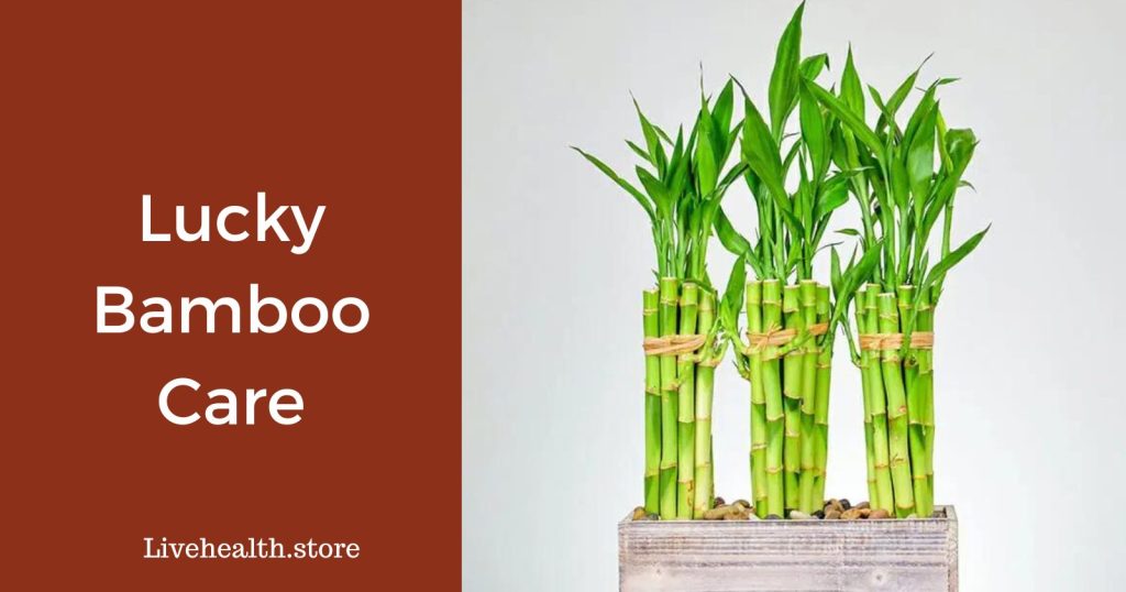 Mastering Lucky Bamboo Care: Effective Tips for Flourishing Plants