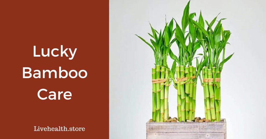 Lucky bamboo maintenance