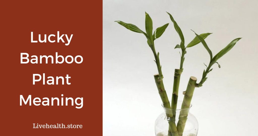 Lucky bamboo plant meaning