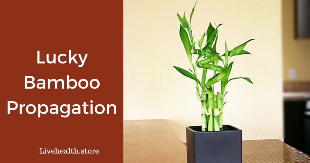 Encouraging New Growth in Lucky Bamboo: A How-To Guide