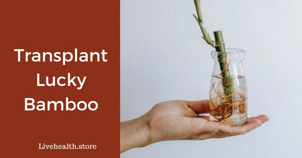 Step-by-Step Guide to Transplanting Lucky Bamboo: Quick & Simple